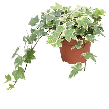 Hedera Helix Tonny