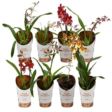 Orchid 1-2st Mix