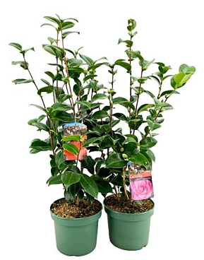 Camellia Japonica Mix 12+