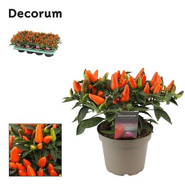 Capscium An Torero Orange (decorum)