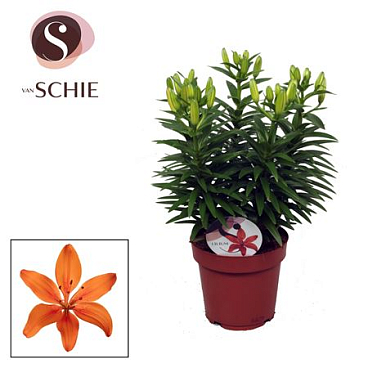 Lilium As Matrix Orange 5pp