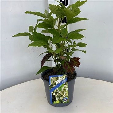 Hydrangea Quercifolia