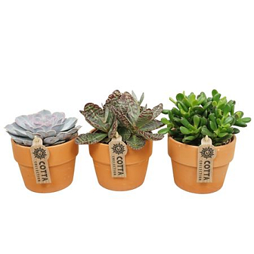 Succulent Mix In Terracotta Kraagpot