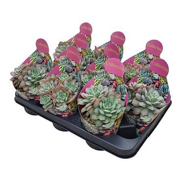 Echeveria Raindrops Potcover