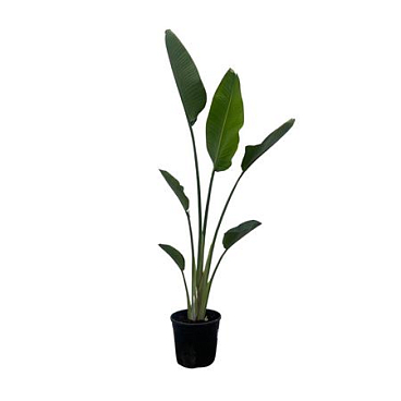 Strelitzia Nicolai 1pp