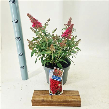 Buddleja Dav Little Bubblegum (butterfly Candy)