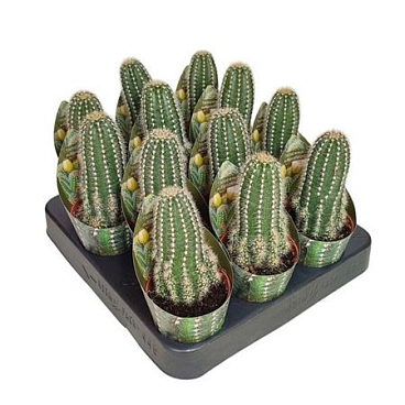 Trichocereus Multiproliferum Potcover