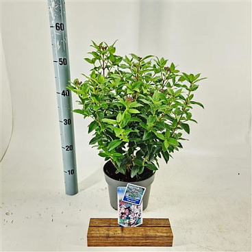 Viburnum Tinus Eve Price