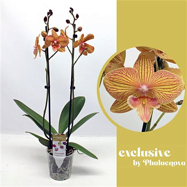 Phal 2st Nastasia (phalaenova)