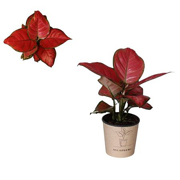 Aglaonema Danxia