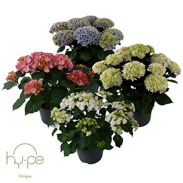 Hydrangea Ma Mix Unique 10+ (hy-pe)