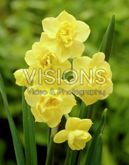 Нарцисс тацетный Йеллоу Чирфулнесс