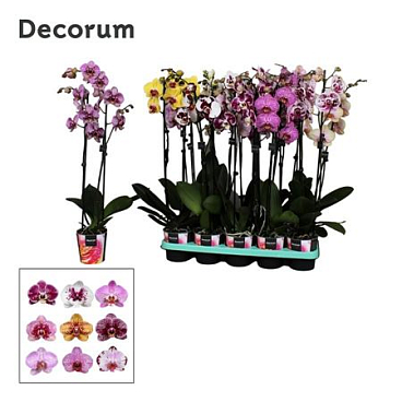 Phal 2st Mix Taiwan 16+ Decorum (bernhard)