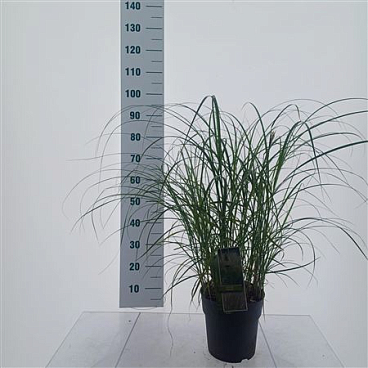 Miscanthus Sin Adagio