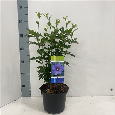 Hibiscus Syr Oiseau Bleu