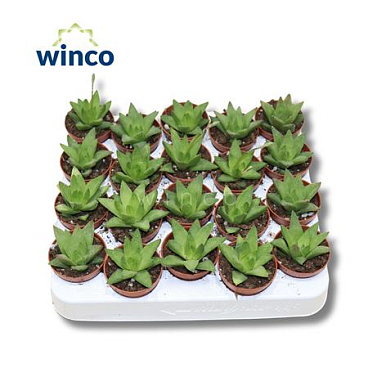 Haworthia Rigida Ssp