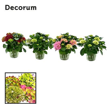 Hydrangea Bol Mix