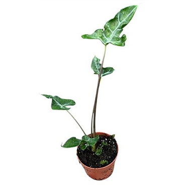 Alocasia Teletubbies
