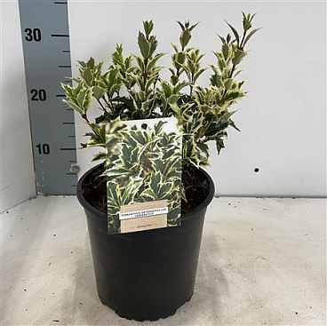 Osmanthus Heterophyllus Variegatus