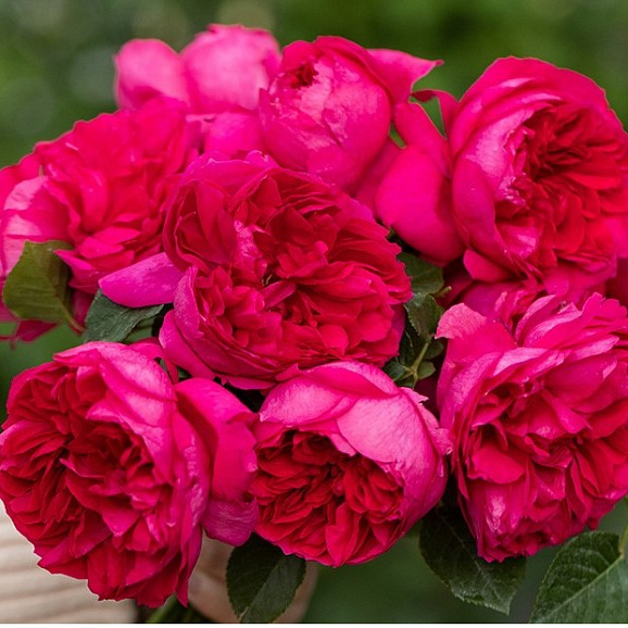 Роза парковая Шайнин Ригина