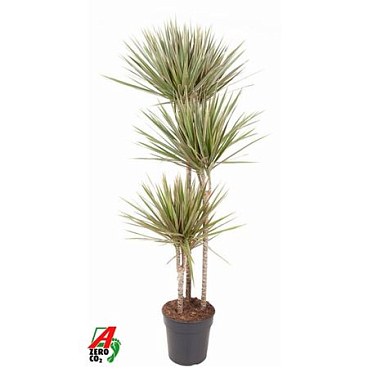 Drac Bicolor 90-60-30