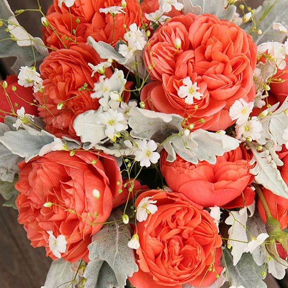 Роза парковая Инсинерейшн