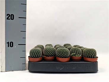 Rebutia Krainziana