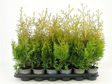 Thuja Occ Salland