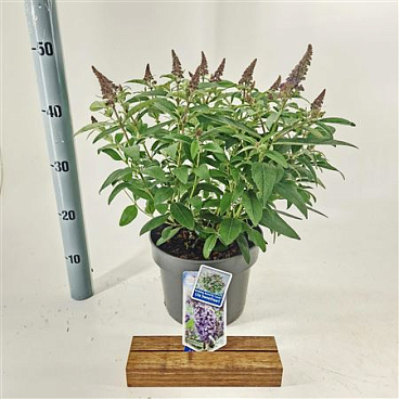 Buddleja Dav Lila Sweetheart Butterfly Candy