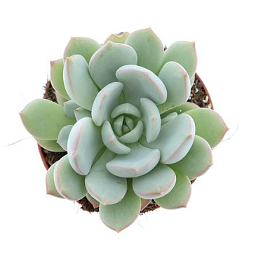 Echeveria Yoni