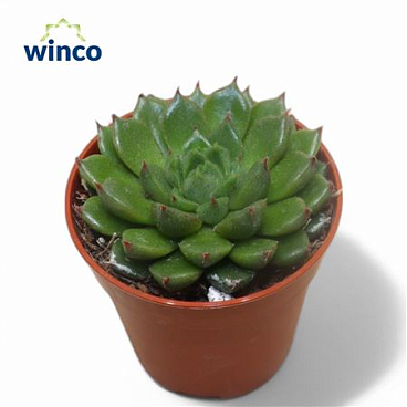 Echeveria Setosa Victor