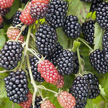 Ежевика Небеса Могут Подождать (в тубе)