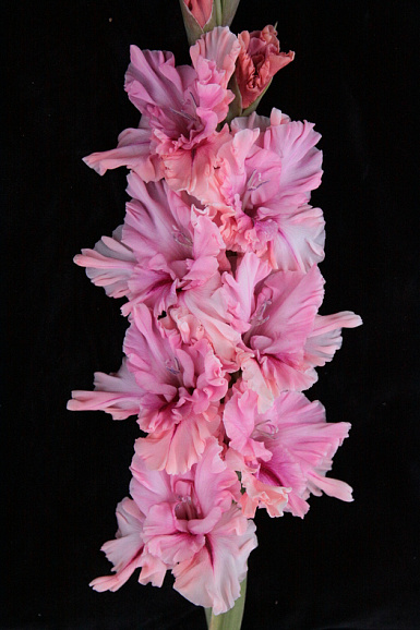 Гладиолус крупноцветковый Амурное Настроение