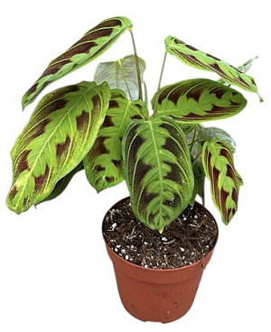 Maranta Noid
