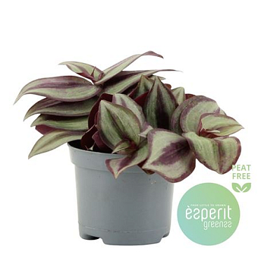 Tradescantia Zebrina Violet