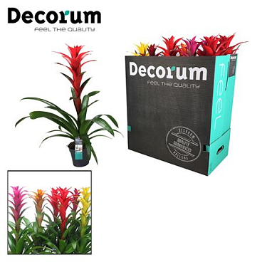 Guzmania Maxima Mix Xxl (decorum)