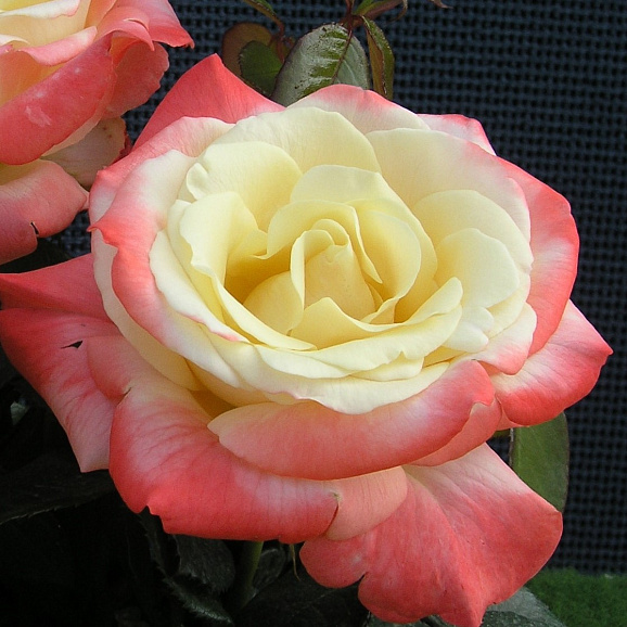 Роза чайно-гибридная Фиджи