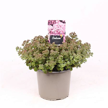 Sedum Sunsparkler Lime Zinger