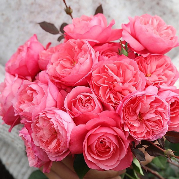 Роза флорибунда Хани Ленгвидж