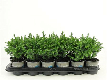 Cryptomeria Jap Green Pearl
