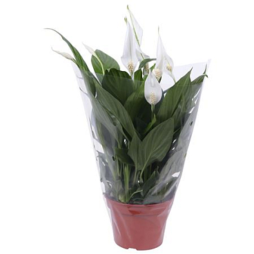 Spath Pearl Cupido 6+ Blanco Sleeve