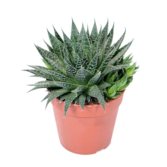 Алоэ остистое