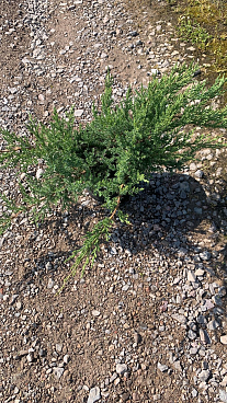 Можжевельник казацкий Рокери Гем