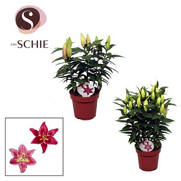 Lilium Or Compact Mix 5pp