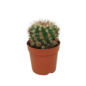 Parodia Mairanana