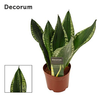 Sansevieria Silver Flame (dec)