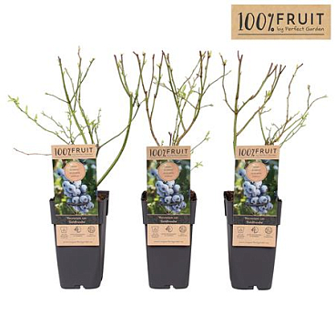 Vaccinium Corymbosum Goldtraube 71