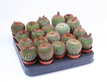 Notocactus Van Vlietii