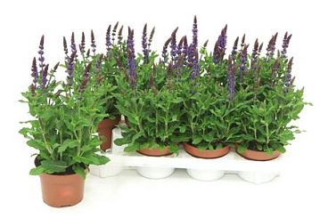 Salvia Deep Blue