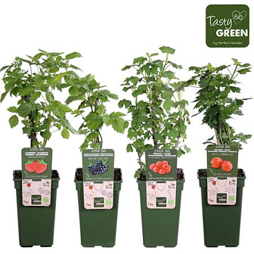 Fruit Mix Bio